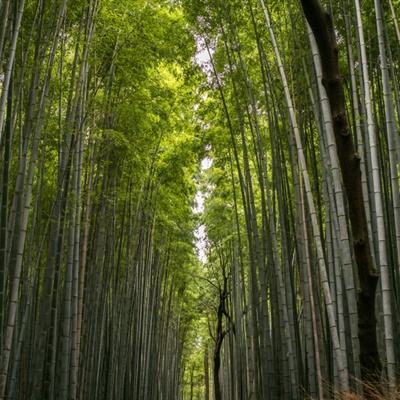 梦倾天下游戏(暂未上线)v1.0 官方安卓版